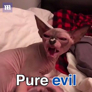 126K views · 994 reactions | This cat is the devil | Daily Mail Australia | Facebook