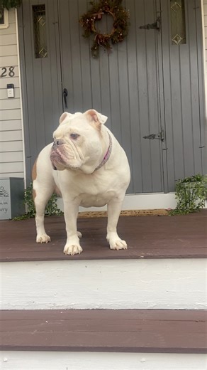 14K views · 88 reactions | Sophie has mastered the STAY command....