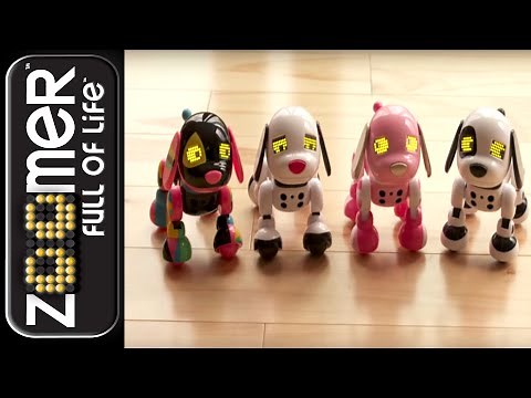 Zoomer | First Day Home with Your Zuppy!