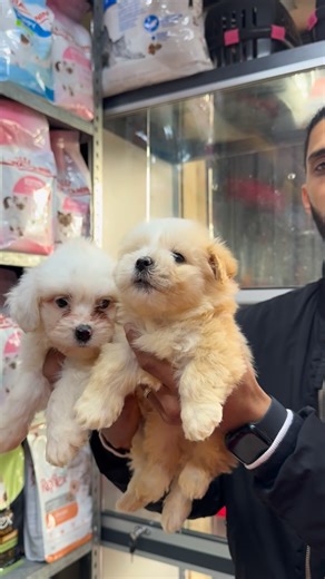 Animalerie Assaad on Instagram: "✨ BICHON MALTAIS & BICHON HAVANAIS DISPONIBLES ✨ 🐶🐾 Chien d’appartement par excellence Chez Animalerie Assaad, nous vous proposons de magnifiques Bichons Maltais et Bichons Havanais, avec des couleurs sublimes, un poil doux et soyeux, et un caractère adorable 💕 🏡 Parfaits pour la vie en appartement ❤️ Très affectueux, joueurs et intelligents 👨‍👩‍👧‍👦 Idéals pour les familles et les enfants ✅ En parfaite santé ✅ Vermifugés ✅ Traitement antipuce ✅ Avec carne