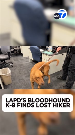 A two-year-old K-9 bloodhound named Coco recently helped locate a missing hiker in the Angeles National Forest. Despite most of her deployments being in urban areas and it being her first time in the woods, after a nearly nine-hour search, Coco successfully located the missing hiker, who was air lifted to safety along with the rescue team. For the latest in Bay Area news, weather and sports: https://abc7news.com/ | ABC7 News