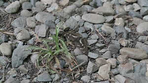 Limenitis camilla butterfly crawl on the ground in the forest