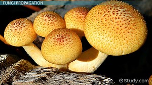 Fungi Reproduction Cycle | Sexual vs. Asexual - Video | Study.com