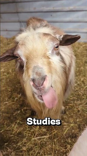 Why do goats sound like screaming people?