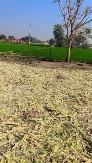 ch danish vlogs (@ch.danishvlogs)’s videos with original sound - Cute Anmol904