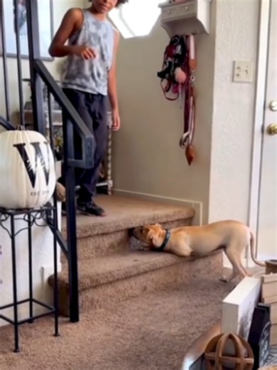 Funny Animals Compilation: Dogs & Cats Best Clips
