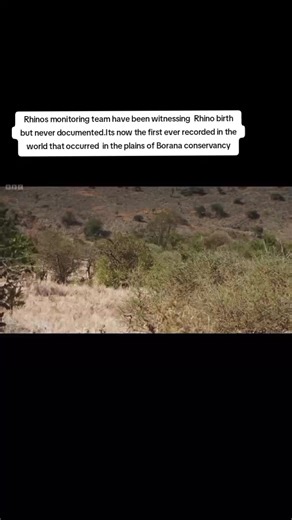 First Documented Rhino Birth in Borana Conservancy