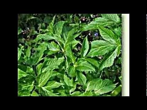 Heilpflanzen / Engelwurz. Angelica archangelica Linnaeus