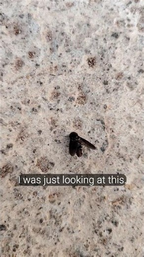 "You won't believe what this insect did" 🪰 #earth #macro #insects