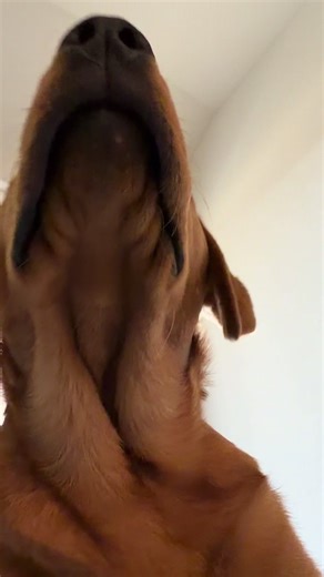 Whatcha doing?!?! #dogsoftiktok #fyp #doublechin #funnypets #bighead