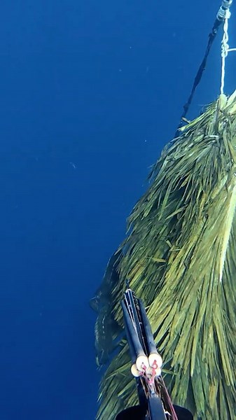 Try to hide! #spearfishing #bali
