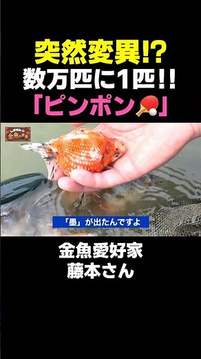 [Mutation!?] High-quality goldfish hand-selected from vast, naturally-raised breeding grounds app...