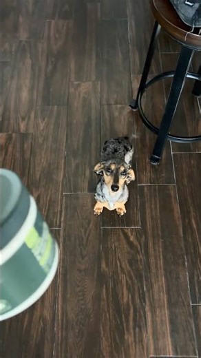 152nd Day At Home | How We Train Dottie To Go Potty Outside At 7 Months Old 🚽