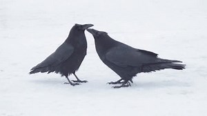 Raven Romance. The plaintive cry at the end is my dog, Geordie, growing frustrated at my stopping (again) to video ravens, instead of getting on with the walk. #love #commonraven #ravenbehaviour | June Hunter Images