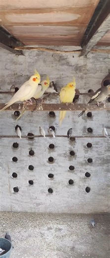 🦜Cocktail #birds ❤️And Java sparrow chicks😚 with Java #shortvideo 🐥