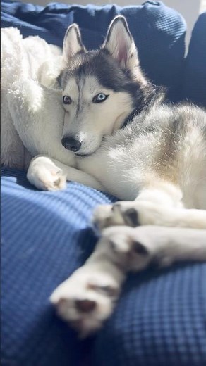 When your #husky is an actual human 🤣😍❤️💫 #adorable #cutedogs #chillin #huskylife #comfy #cozy
