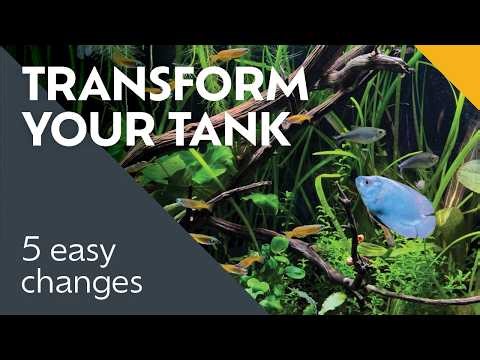 How I Transformed My 20 Tanks