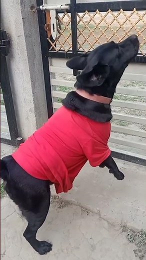 Black labrador barking