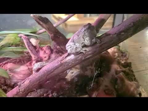 Tree Frog Feeding with Carnegie Science Center