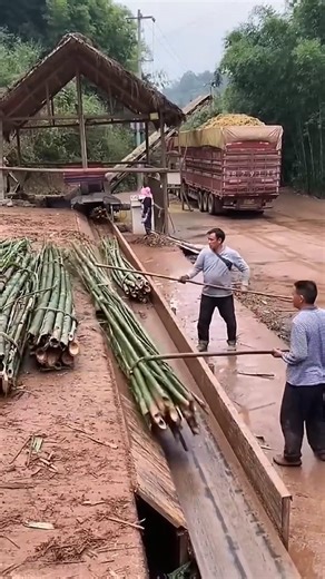 Turning Bamboo into Pulp for Paper.