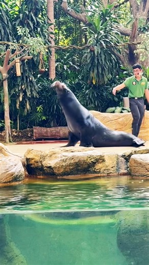 A SEAL show in Singapore zoo