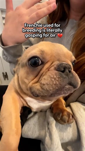 The Dodo on Instagram: "Watch his life change in one breath 💗 @goodboy.emmett was used for breeding and then abandoned — but his new mom Cailee told us all about giving him the second chance he always deserved 🐾 Special thanks to @roadogs! Keep up with Emmet's Mom (@caileeraemusic) and Dad (@jack.dytrych)!"