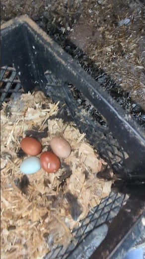 Why Did The Chickens Hardly Lay Any Eggs?