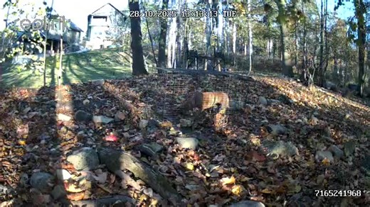 LANCASTER : Ruby has been secured after being on the run for 11 Days . Thank you to everyone who called in sightings and kept an eye out for this sweet little lady 🐾🐾❤️ | Sherlock Bones Lost 'N Hound Dog Recovery