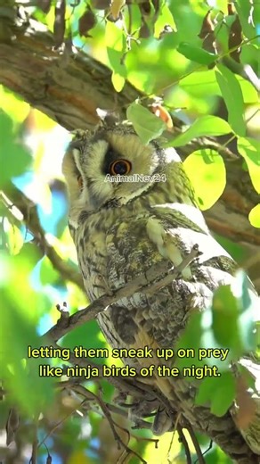 This bird dances with this beautiful woman😘 #shorts #short #shortvideo #shortsfeed #viral #funny