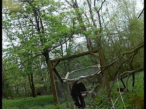Hilborough Estate: Illegal Goshawk Trapping