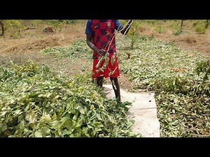 Livestock farming: sheep feed production