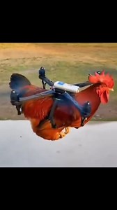 1.6M views · 15K reactions | New backyard chicken drone technology!  | CoopCrate | Facebook