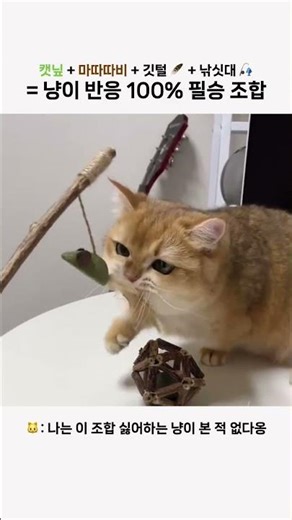 캣닢 + 마따따비 + 깃털 + 낚싯대 = 냥이 반응 100% 필승 조합