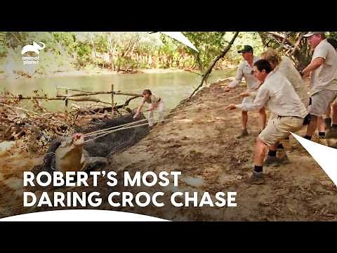Robert And Bindi Lead Crocodile Tracking Mission | Crikey! It's The Irwins S1 E14 | Animal Planet