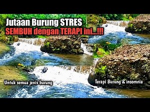TERAPI BURUNG STRES SANGAT AMPUH‼️Untuk semua jenis burung