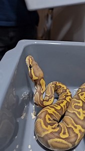 ☠️☠️☠️☠️ #royalpythons #ballpythonlove #beardeddragon #reptilebreeder #snek #morph #petsnake #herpetology #animal #morphs #morph #snakelove #reptilelove #livingart #ballpythonofinstagram #snakelovers #reptilesofinsta #serpent #ballpythonsnake #nature #ballpythonlover #babyballpython #ballpythonmorphsofinstagram | Xclusive ball pythons