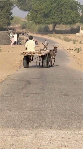 حمارين يجران عربة ذات عجلتين | Rural Animal Life | Nature Animals World