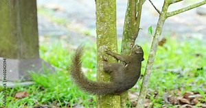 The plantain squirrel, scientifically known as Callosciurus notatus.These squirrels are known for their active and agile behavior, as well as their ability to inhabit urban and forested environments.