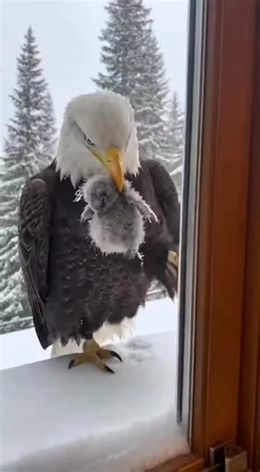 Dateline: Juneau, Alaska - December 14, 2025 A touching wildlife rescue was caught on camera in Juneau. A bald eagle appeared on a snowy windowsill, clutching its frozen eaglet in its beak and tapping frantically on the glass for help. The homeowner, Sarah Jenkins, can be heard saying. 'Oh my God, 1'm here,' as she unlatched the window to rescue the birds. As the tiny eaglet began to thaw under a blow dryer, it made an unexpected and rare meowing sound. Both birds made a full recovery and were r