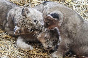 German Zoo Presents 3 Lion Cubs, 5 Weeks after Birth - The National Herald