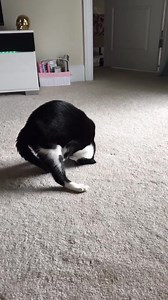 Cass Holland on Reels