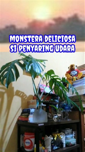 Jangan Ragu Menanam Monstera deliciosa; Tanaman Hias Penyaring Udara | Monstera Air Purifier Plant