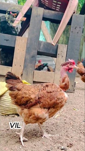 Desi Murga Farming 🐓 | Gaon Ki Poultry Life & Country Chicken #chickenfarming #chicken