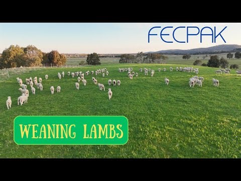 FECPAK | Newest Piece of Tech on the Farm | Australian Sheep Farming