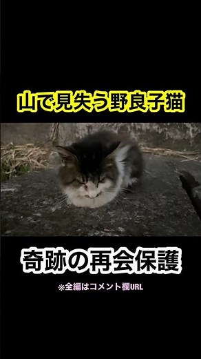 ひとりぼっちの野良子猫を見失った数日後に再会して保護しました #shorts