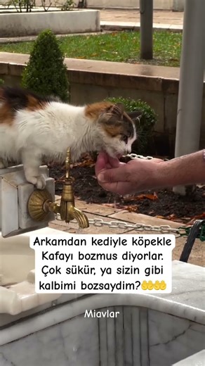 Thank God 🤲😻🧿 #catvideos #cat #kitten #cat #shorts #allah #turkishcat