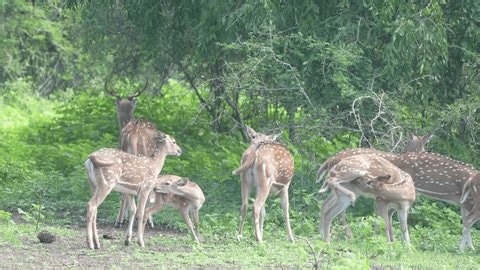 clip-3998971499-social-group-spotted-axis-deer-grazing-together
