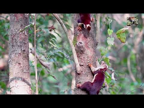 Malabar Giant Squirrels fight before mating | Rare animal mating footage | Watch 4K TrulyWild