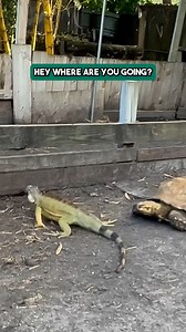 Watch this tortoise and iguana, can't believe we caught this on camera | Florida Iguana and Tortoise Breeders