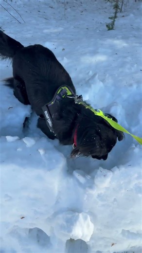 Binford Brown digging to the underground. #Maine#Rangeley#Snow#Shorts
